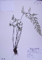 藏品(威氏鐵角蕨)的圖片