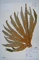 藏品(雙扇蕨)的圖片