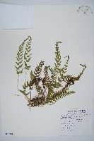 藏品(細毛碗蕨)的圖片