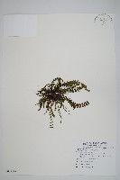 藏品(鐵角蕨)的圖片