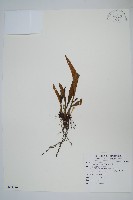 藏品(石葦)的圖片
