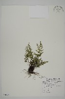 藏品(深山鐵角蕨)的圖片