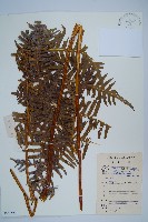 藏品(弧脈鳳尾蕨)的圖片