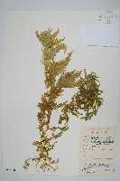 藏品(全緣卷柏)的圖片