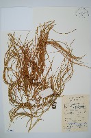 藏品(藤石松)的圖片