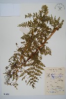 藏品(華南鱗蓋蕨)的圖片