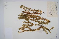 藏品(華南馬尾杉)的圖片