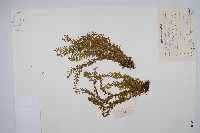 藏品(華南馬尾杉)的圖片