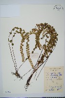 藏品(圓葉陵齒蕨)的圖片