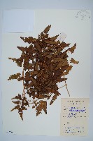 藏品(曲軸海金沙)的圖片