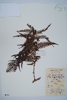 藏品(金狗毛蕨)的圖片