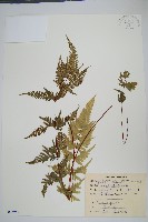 藏品(天草鳳尾蕨)的圖片