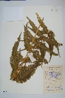 藏品(斜羽鳳尾蕨)的圖片
