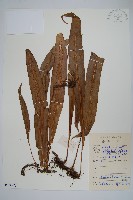 藏品(大星蕨)的圖片