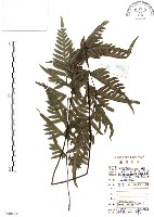 藏品(半邊羽裂鳳尾蕨)的圖片