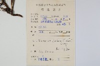 藏品(大星蕨)的圖片