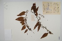 藏品(骨牌蕨)的圖片