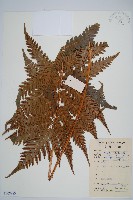 藏品(日本狗脊蕨)的圖片