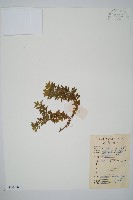 藏品(千層塔)的圖片