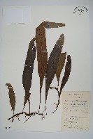 藏品(大星蕨)的圖片