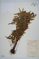 藏品(異葉雙唇蕨)的圖片