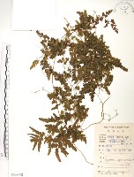 藏品(海金沙)的圖片