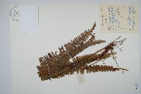 藏品(腎蕨)的圖片