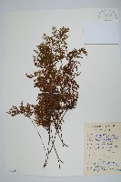 藏品(細葉碎米蕨)的圖片