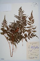 藏品(大葉骨碎補)的圖片