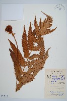 藏品(日本狗脊蕨)的圖片