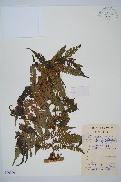 藏品(臺灣桫欏)的圖片