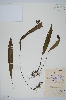 藏品(單葉雙蓋蕨)的圖片