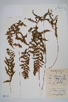 藏品(密腺副金星蕨)的圖片