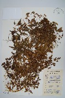 藏品(小葉海金沙)的圖片