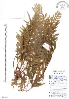 藏品(半邊羽裂鳳尾蕨)的圖片