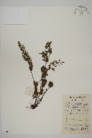 藏品(隱囊蕨)的圖片