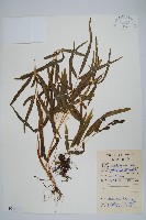 藏品(鳳尾蕨)的圖片