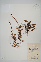 藏品(抱樹石葦)的圖片