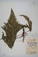 藏品(邊緣鱗蓋蕨)的圖片