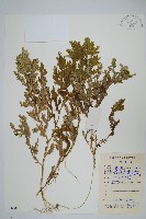 藏品(生根卷柏)的圖片