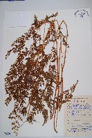 藏品(烏蕨)的圖片