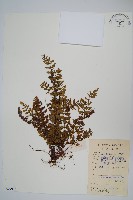 藏品(毛軸碎米蕨)的圖片