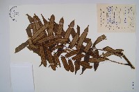 藏品(福建蓮座蕨)的圖片