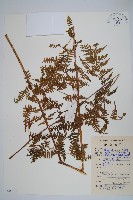 藏品(大金星蕨)的圖片