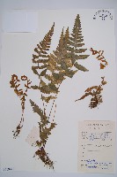 藏品(毛軸假蹄蓋蕨)的圖片