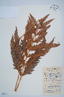 藏品(日本狗脊蕨)的圖片