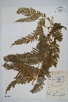 藏品(三角脈鳳尾蕨)的圖片