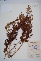 藏品(烏蕨)的圖片