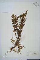 藏品(圓葉陵齒蕨)的圖片