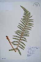 藏品(尖葉耳蕨)的圖片